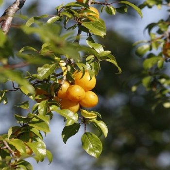 Prunus domestica, Mirabelka ´NANCYSKÁ´ voľnokorenná, výška: 60-80 cm (stredne skorá) 